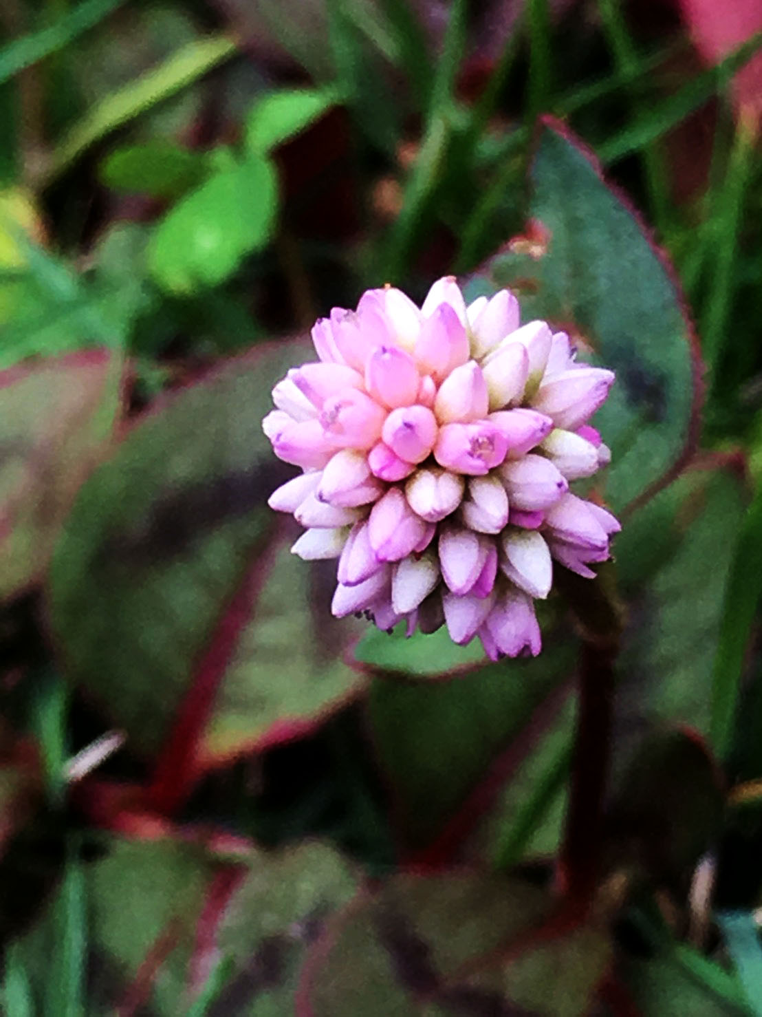 路邊的小草 草本 蓼科 頭花蓼